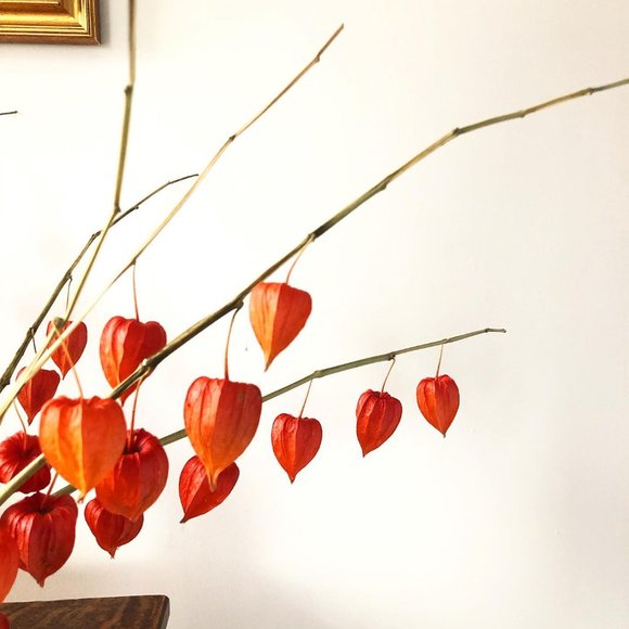 True story...sort of! Meet your Posher, Elena - Picture 6 of 6